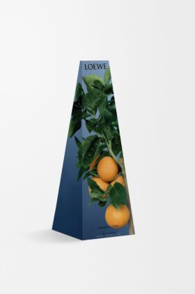 Castiçal de cera com aroma a flor de laranjeira