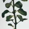 Castiçal de cera com aroma a Orégãos Castiçal de cera com aroma a Orégãos