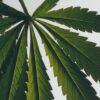 Spray de ambiente com aroma a Marihuana Spray de ambiente com aroma a Marihuana