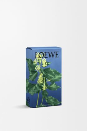 Spray de ambiente Ivy