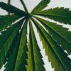 Vela pequena em forma de marijuana Vela pequena em forma de marijuana